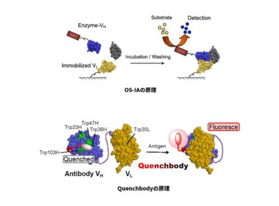 International Collaborative Research Project on Next Generation Immunosensor