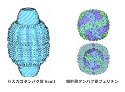 International Collaboration Research Project on Sustainable Functional Protein Materials