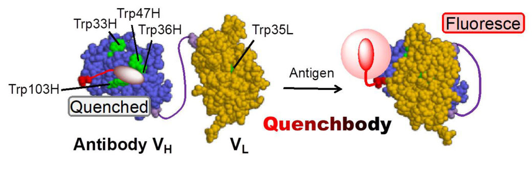 The principle of Quenchbody function