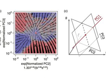 Time evolution of companies towards a stable scaling curve obtained from flow diagrams in 3-dimensional phase space