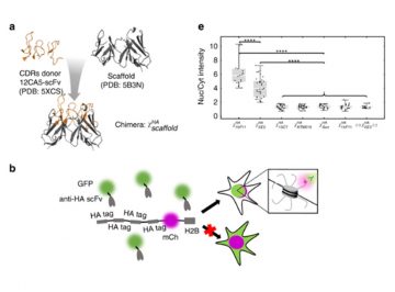 It’s not an antibody, it’s a frankenbody: A new tool for live-cell imaging  by Hiroshi Kimura(Cell Biology Center  Professor) and Timothy J. Stasevich(WRHI Specially Appointed Associate Professor)