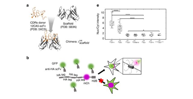 It’s not an antibody, it’s a frankenbody: A new tool for live-cell imaging  by Hiroshi Kimura(Cell Biology Center  Professor) and Timothy J. Stasevich(WRHI Specially Appointed Associate Professor)