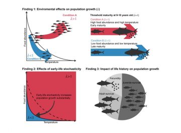 【Published】Effects of environmental change and early-life stochasticity on Pacific bluefin tuna population growth