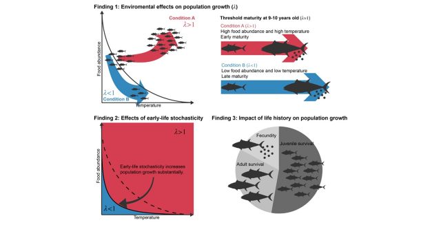 【Published】Effects of environmental change and early-life stochasticity on Pacific bluefin tuna population growth