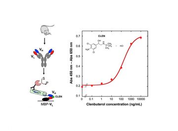 【Published】A novel murine antibody and an open sandwich immunoassay for the detection of clenbuterol