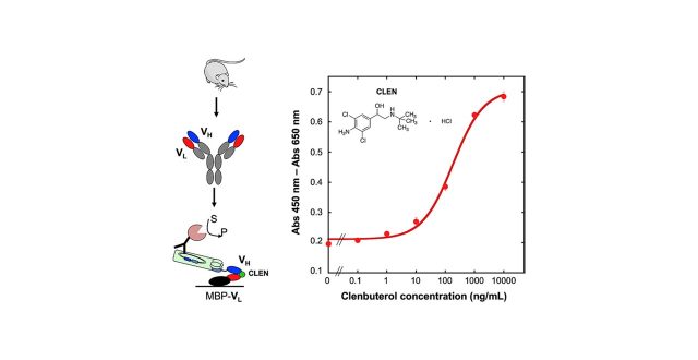 【Published】A novel murine antibody and an open sandwich immunoassay for the detection of clenbuterol
