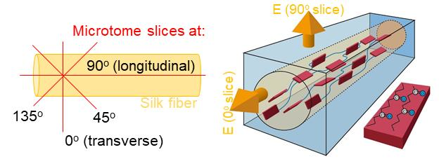 【Research Paper】”Near-Field IR Orientational Spectroscopy of Silk”