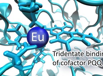 Lanthanide-induced conformational change of methanol dehydrogenase involving coordination change of cofactor pyrroloquinoline quinone