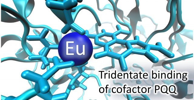 Lanthanide-induced conformational change of methanol dehydrogenase involving coordination change of cofactor pyrroloquinoline quinone