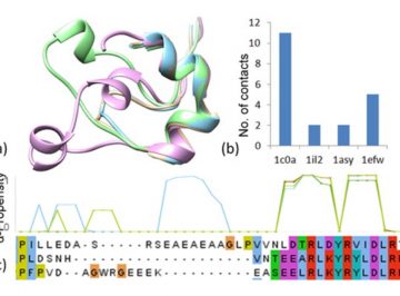 【Published】Molecular dynamics simulations of cognate and non-cognate AspRS-tRNAAsp complexes