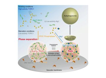 Phase separation revealed as the organising principle of the initial stages of autophagy