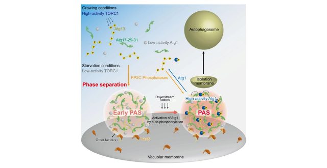 Phase separation revealed as the organising principle of the initial stages of autophagy