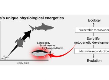 Early-life ontogenetic developments drive tuna ecology and evolution
