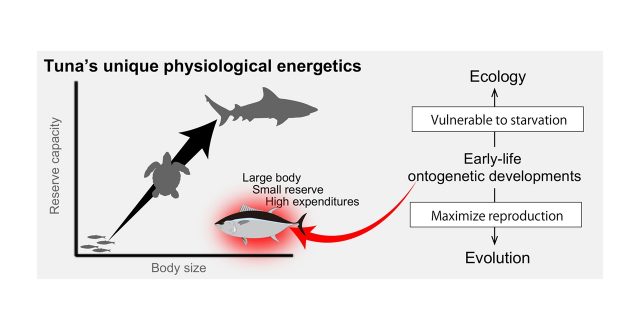 Early-life ontogenetic developments drive tuna ecology and evolution