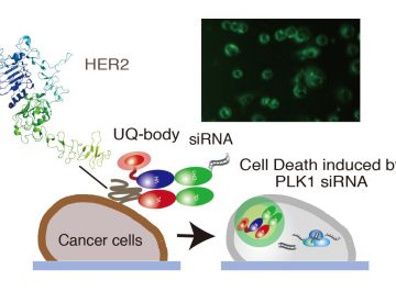 Illuminating and Killing Cancer Cells by siRNA-armed Ultra Quenchbody