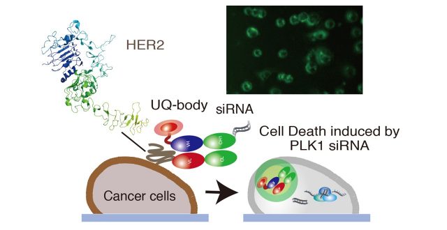 Illuminating and Killing Cancer Cells by siRNA-armed Ultra Quenchbody