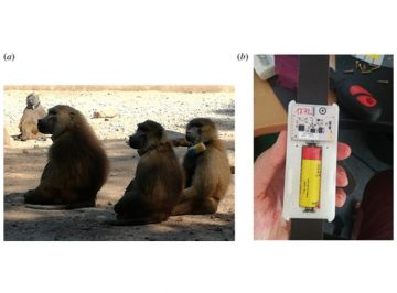 【Published】Measuring social networks in primates: wearable sensors versus direct observations
