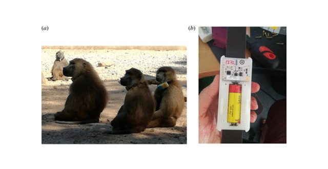 【Published】Measuring social networks in primates: wearable sensors versus direct observations
