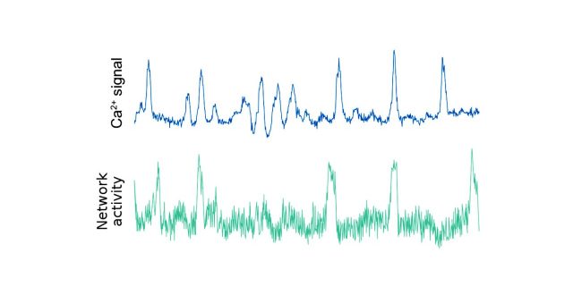 【Published】β Cells Operate Collectively to Help Maintain Glucose Homeostasis