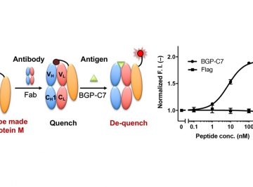 A fluorescent binding probe that transforms an antibody to a biosensor