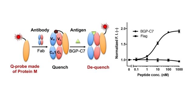 A fluorescent binding probe that transforms an antibody to a biosensor