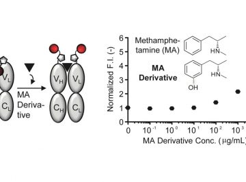 A fluorescent biosensor for methanphetamine
