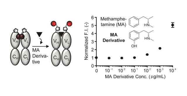 A fluorescent biosensor for methanphetamine