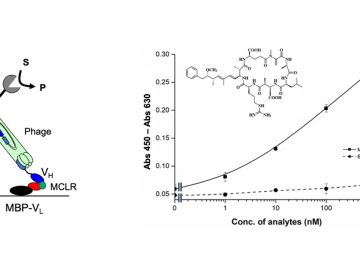 A new technique for the detection of a cyanobacterial toxin microcystin-LR