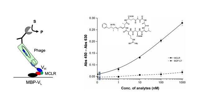A new technique for the detection of a cyanobacterial toxin microcystin-LR