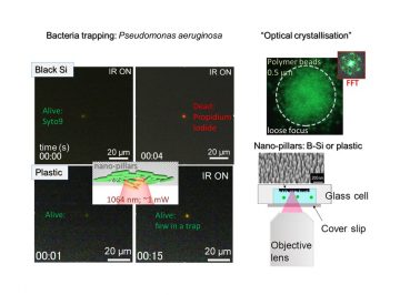 Optical trapping/binding of bacteria (or virus) on nano-sharp surfaces is introduced for mechanical and thermal testing of bio-membranes