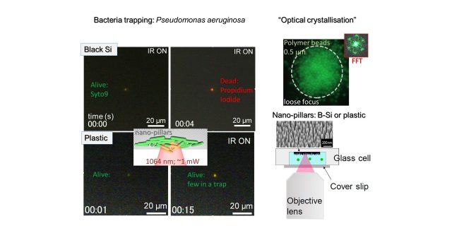 Optical trapping/binding of bacteria (or virus) on nano-sharp surfaces is introduced for mechanical and thermal testing of bio-membranes