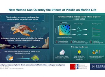 Saving marine life: Novel method quantifies the effects of plastic on marine wildlife