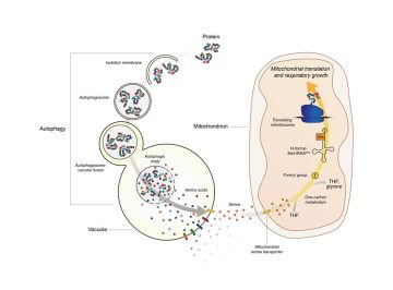 Role for autophagy-derived serine in mitochondrial activation revealed