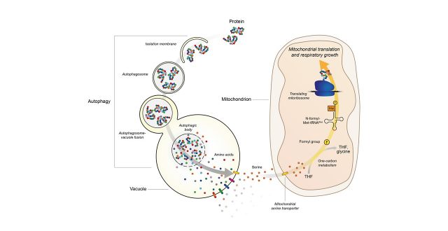Role for autophagy-derived serine in mitochondrial activation revealed