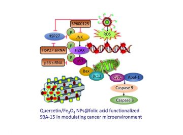 【Published】Folic acid-conjugated magnetic mesoporous silica nanoparticles loaded  with quercetin: a theramosatic approach for cancer management