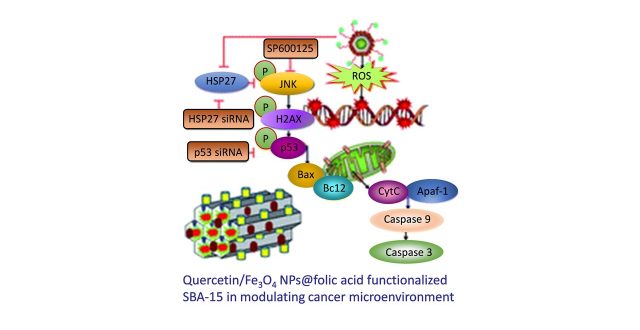 【Published】Folic acid-conjugated magnetic mesoporous silica nanoparticles loaded  with quercetin: a theramosatic approach for cancer management