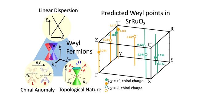 Existence of Weyl fermions in SrRuO3 ferromagnetic oxide : Theoretical predictions and Experimental evidences