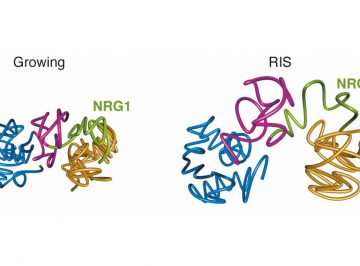 Transcription-dependent cohesin repositioning rewires chromatin loops in cellular senescence