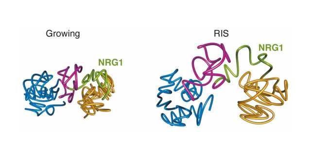 Transcription-dependent cohesin repositioning rewires chromatin loops in cellular senescence