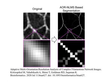 AOR-NLMS is a powerful tool for quantitative analyses of microscopic images of fibrous structures in cells