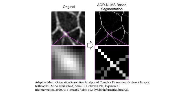 AOR-NLMS is a powerful tool for quantitative analyses of microscopic images of fibrous structures in cells