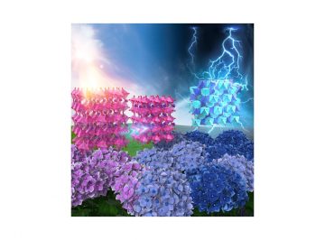 Polarization- and Strain-Mediated Control of Negative Thermal Expansion and Ferroelasticity in a Perovskite Oxide