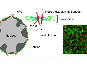 Determination of the association between nuclear lamins and nuclear pore complexes by super resolution microscopy combined with computer vision