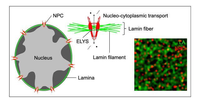 Determination of the association between nuclear lamins and nuclear pore complexes by super resolution microscopy combined with computer vision