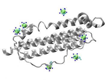 How Does Iron Storage Protein Ferritin Interact with Plutonium?