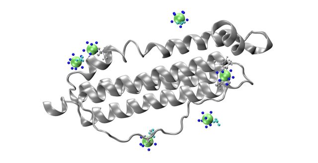 How Does Iron Storage Protein Ferritin Interact with Plutonium?