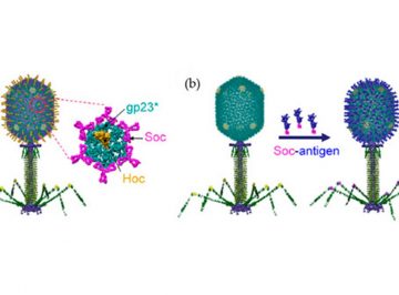【Published】The Versatile Manipulations of Self-Assembled Proteins in Vaccine Design