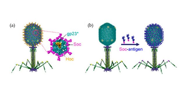 【Published】The Versatile Manipulations of Self-Assembled Proteins in Vaccine Design