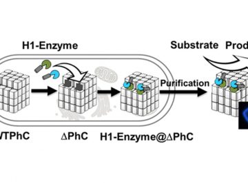 【Published】In-Cell Engineering of Protein Crystals with Nanoporous Structures for Promoting Cascade Reactions