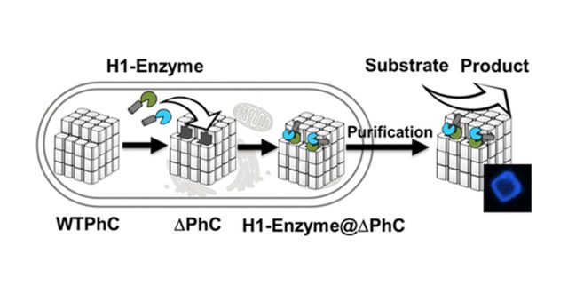 【Published】In-Cell Engineering of Protein Crystals with Nanoporous Structures for Promoting Cascade Reactions